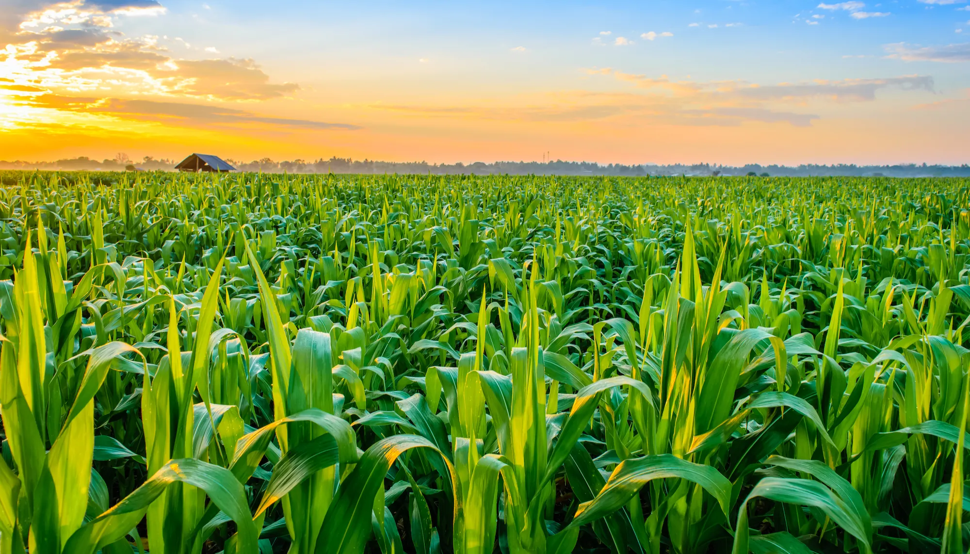 Saffire agriculture